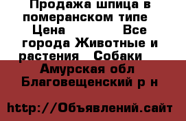 Продажа шпица в померанском типе › Цена ­ 20 000 - Все города Животные и растения » Собаки   . Амурская обл.,Благовещенский р-н